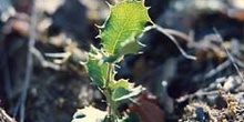 Encina - Planta joven (Quercus ilex)