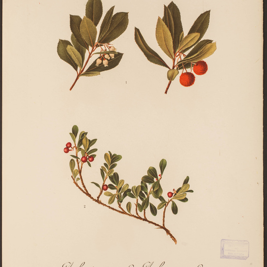 IES_CARDENALCISNEROS_HERBARIO_30 28