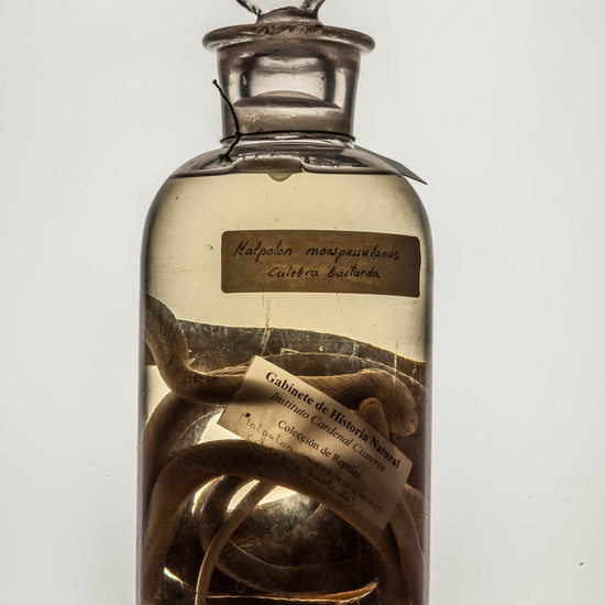 IES_CARDENALCISNEROS_CIENCIASNATURALES_250