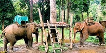 Elefantes de transporte en puerto de acceso, Tailandia
