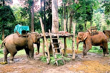 Elefantes de transporte en puerto de acceso, Tailandia