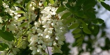Pan y quesillos - Hoja, flor, fruto (Robinia pseudoacacia)