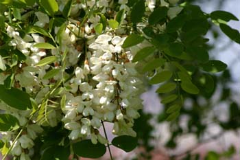 Pan y quesillos - Hoja, flor, fruto (Robinia pseudoacacia)