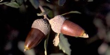 Encina - Bellota (Quercus ilex)