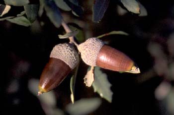 Encina - Bellota (Quercus ilex)