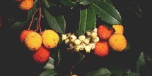 Madroño - Fruto (Arbutus unedo)