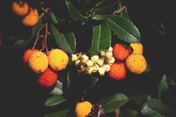 Madroño - Fruto (Arbutus unedo)