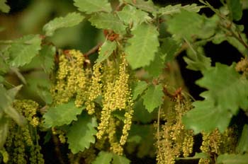 Quejigo - Flor masc. (Quercus faginea)