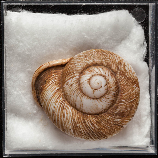 IES_ISABELLACATOLICA_BIOLOGIA_349