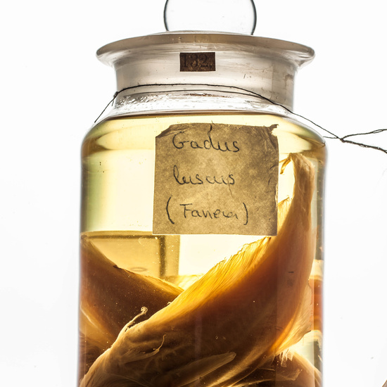 IES_SANISIDRO_MUSEO_BOTES_011