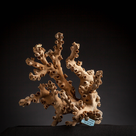 IES_CARDENALCISNEROS_CONCHAS_093