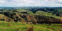 Vacas pastando en colinas cercanas a Wellington, Nueva Zelanda