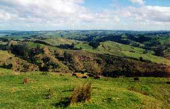 Vacas pastando en colinas cercanas a Wellington, Nueva Zelanda