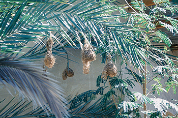 Nidos de pájaros, Namibia