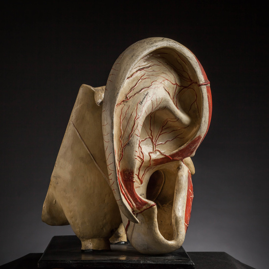 IES_CARDENALCISNEROS_ANATOMIA_MODELOS_041