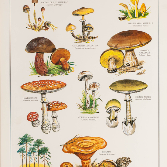 IES_CARDENALCISNEROS_BOTÁNICA_II_LÁMINAS_121