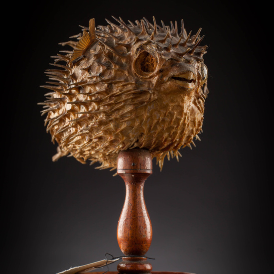 IES_SANISIDRO_MUSEO_Zoolgía_047