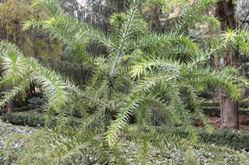 árbol, hojas (Araucaria)