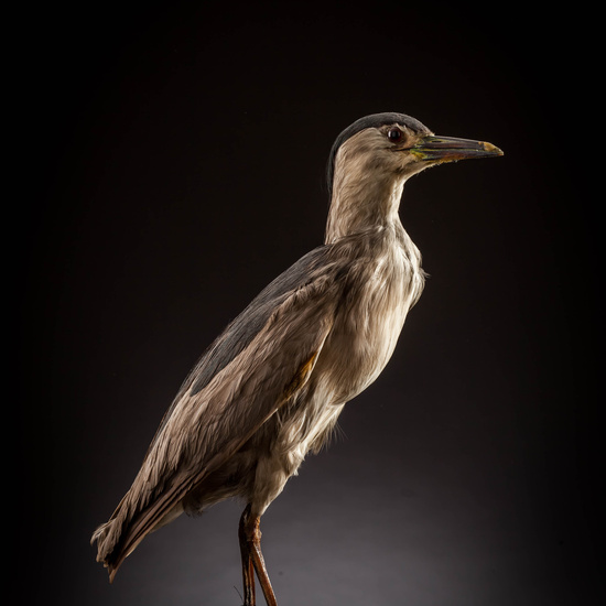 IES_SANISIDRO_MUSEO_Aves_016