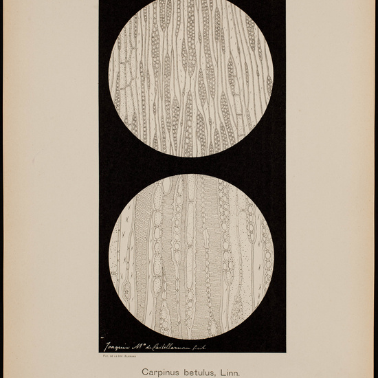 IES_CARDENALCISNEROS_BOTÁNICA_II_LÁMINAS_044