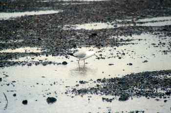 Gaviota en playa pedregosa, Nueva Zelanda