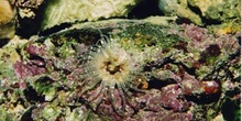 Anemona (Bunodactis verrucosa)
