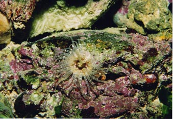 Anemona (Bunodactis verrucosa)