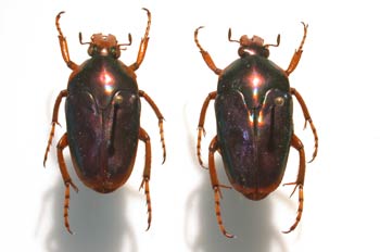 Coilodera sp. (Indonesia)