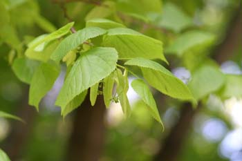 Tilo común - Fruto (Tilia platyphyllos)