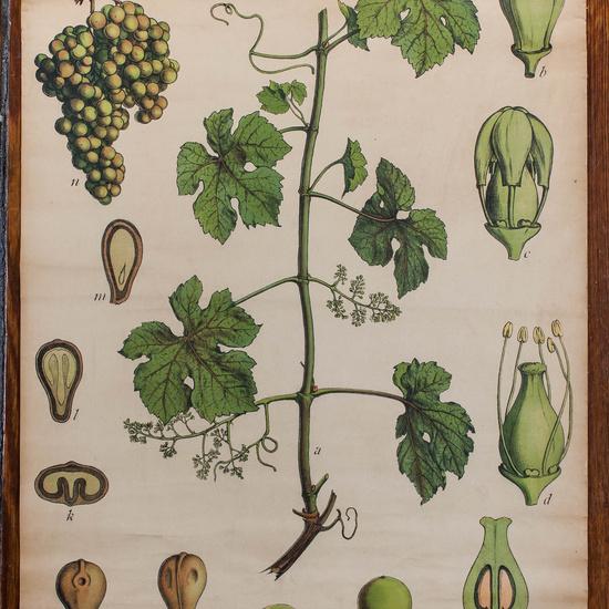 IES_CARDENALCISNEROS_BOTÁNICA_II_LÁMINAS_031