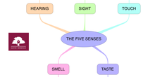 NS_THE FIVE SENSES_3