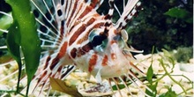 Pez escorpion (Pterois antenata)