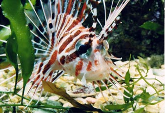 Pez escorpion (Pterois antenata)