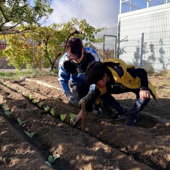 Huerto escolar 2019/20 20