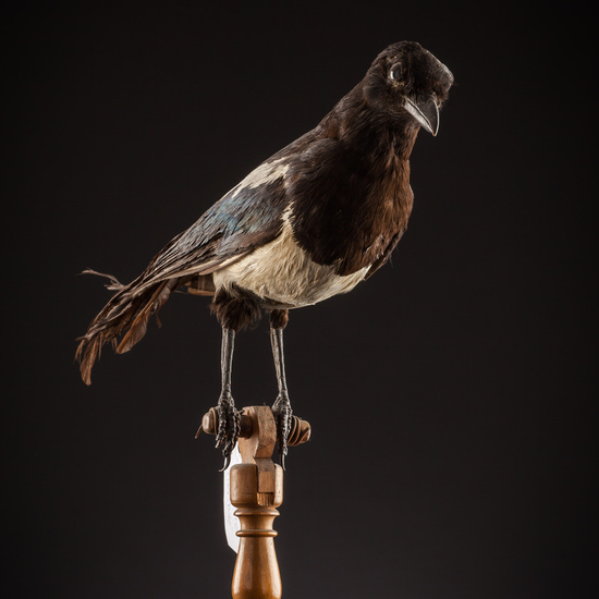 IES_SANISIDRO_BIOLOGIA_403