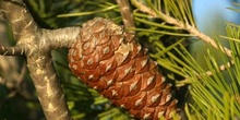 Pino carrasco - Piñas Fem. (Pinus halepensis)