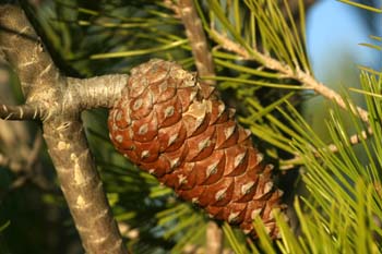 Pino carrasco - Piñas Fem. (Pinus halepensis)