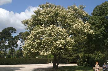 Acerolo chino (Potinia serrulata)