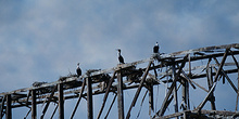 Cormoranes sobre plataforma petrolera, Namibia