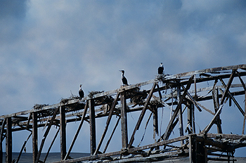 Cormoranes sobre plataforma petrolera, Namibia