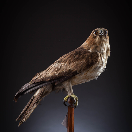 IES_SANISIDRO_MUSEO_Aves_066