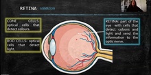 INTERNAL PARTS-RETINA AND OPTIC NERVE