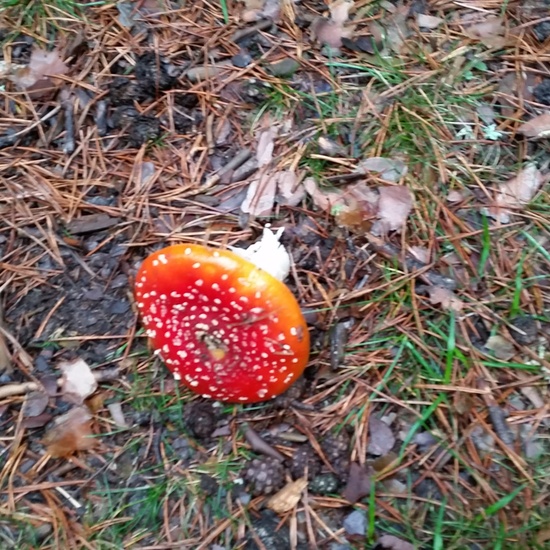 MANZANARES EL REAL 5