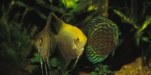 Disco y escalar (Symphysodon sp. y Pterophyllum sp.)