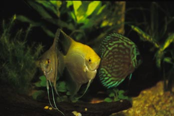 Disco y escalar (Symphysodon sp. y Pterophyllum sp.)