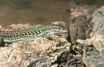 Lagartija italiana (Podarcis sicula)