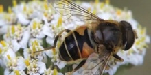 Mosca de los arbustos Eristalis arbustorum Linnaeus, 1758