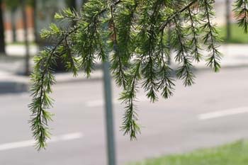 Cedro llorón - Hojas (Cedrus deodara)