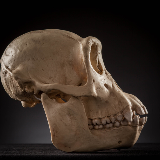 IES_SANISIDRO_MUSEO_Craneos_006