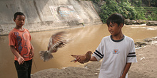 Carreras de palomas,  Copiriver, Jogyakarta, Indonesia